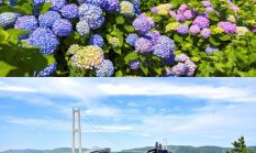 Menyusuri Hamparan 900.000 Bunga Hydrangea, Festival Hydrangea Jangsaengpo Kelima di Ulsan Hadirkan Whale Kart sebagai Wahana Baru