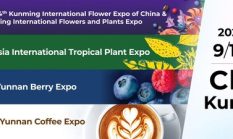 Ekspor Bunga Yunnan Terus Tumbuh Pesat Menjelang IFEX Kunming 2026